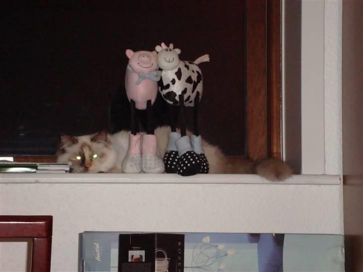 Hellig Birma DK Lucky Look Naja Olivia - Man ligger nu godt her. billede 4