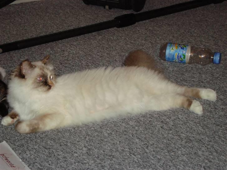 Hellig Birma DK Lucky Look Naja Olivia billede 5