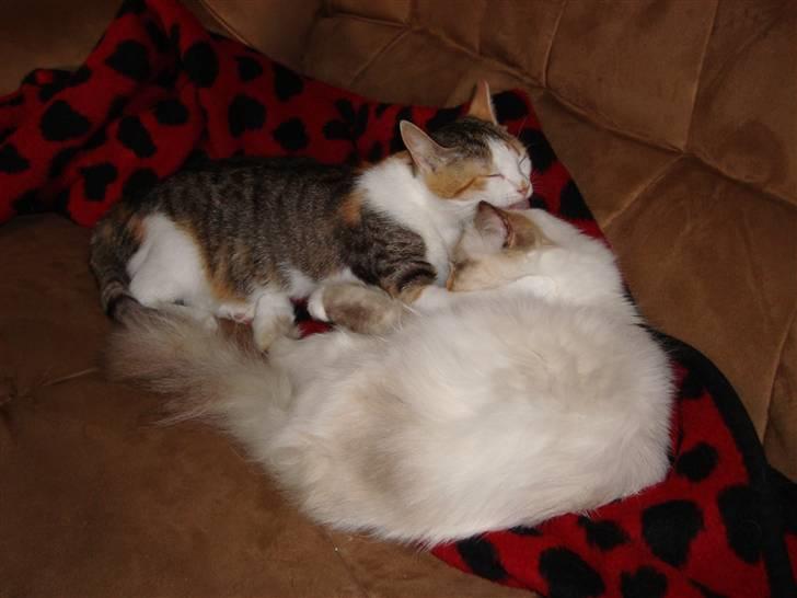 Hellig Birma DK Lucky Look Naja Olivia - Det er nu dejligt at blive vasket af min veninde. billede 6