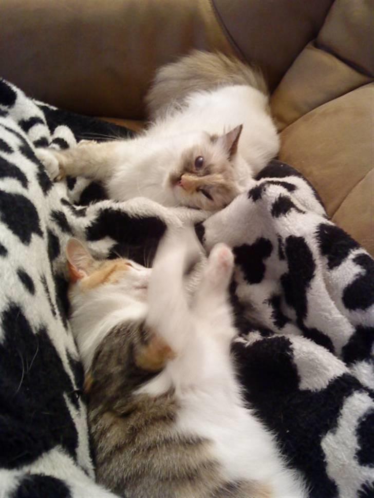 Hellig Birma DK Lucky Look Naja Olivia - Vi hygger rigtigt. billede 7