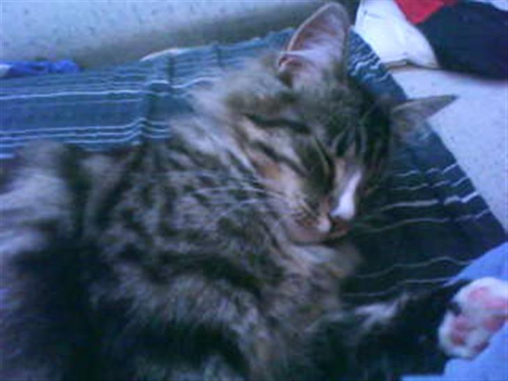 Blanding af racer buster - buster når han er bedst billede 9