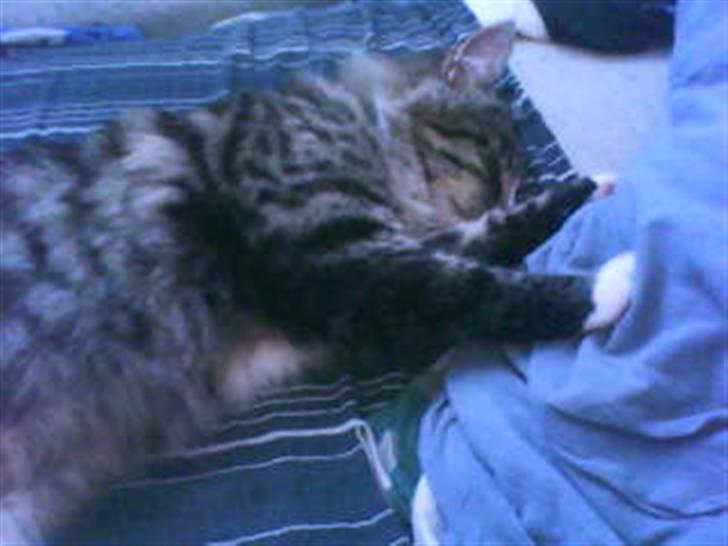 Blanding af racer buster - igen når buster er bedst billede 10