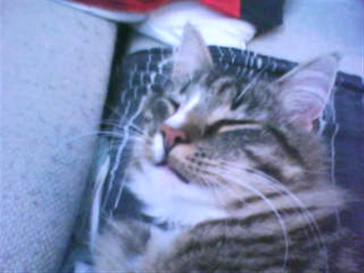 Blanding af racer buster billede 11