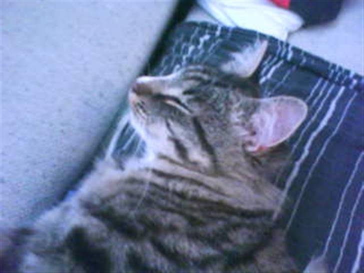 Blanding af racer buster billede 12