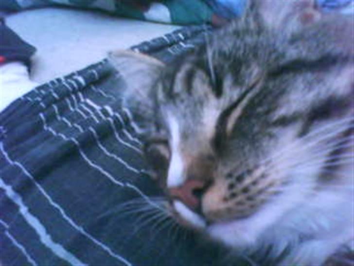 Blanding af racer buster billede 13