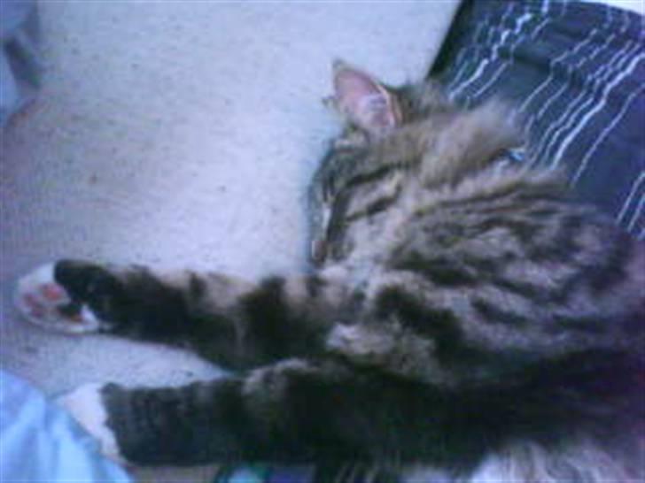 Blanding af racer buster billede 14