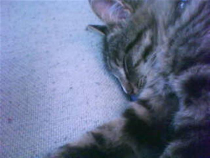 Blanding af racer buster billede 15