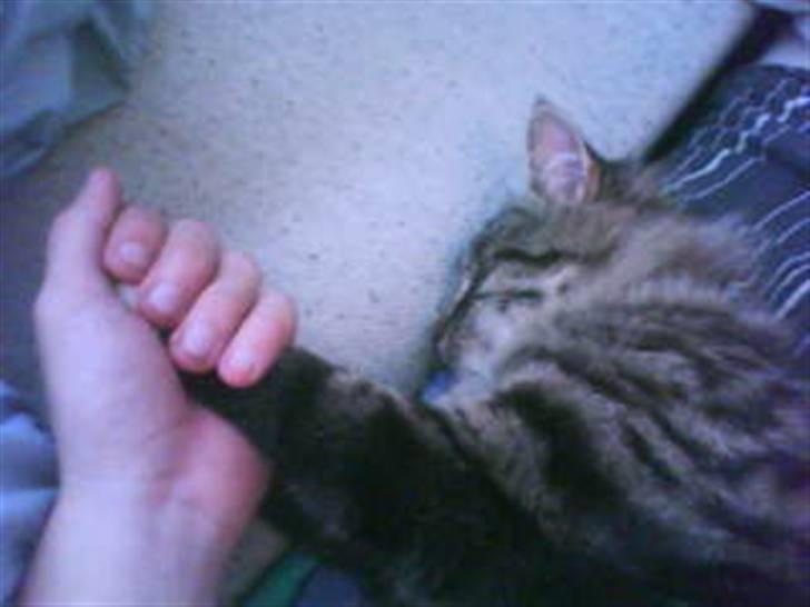 Blanding af racer buster - buster og mig når vi snakker billede 16