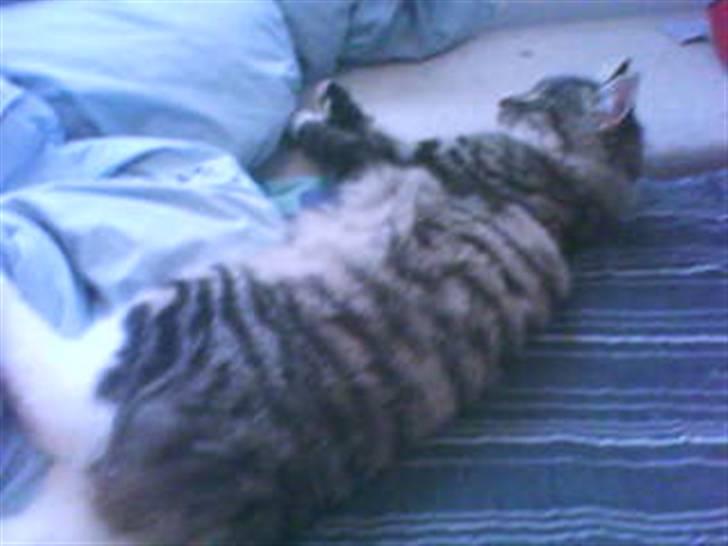 Blanding af racer buster - der blev buster let træt billede 17