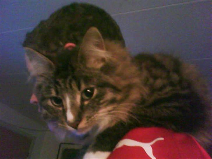 Blanding af racer buster - nu sidder buster på udkigs post billede 18