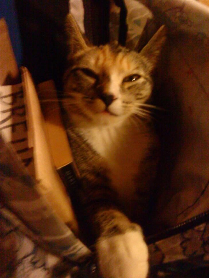 Huskat Tiny. RIP. (Trines.) - Hun nød ALT når vi var sammen, mig og hende..!! :D :P <3 Trine taget billedet. billede 1