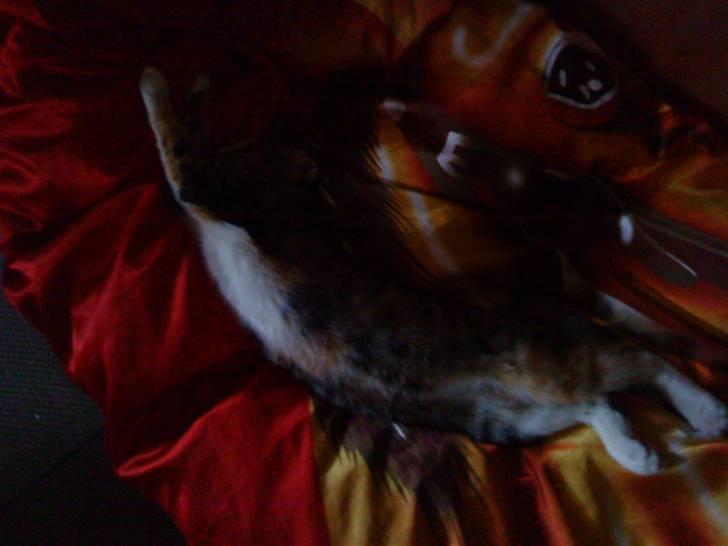 Huskat Tiny. RIP. (Trines.) - Vi la i sofaen inde i stuen, jeg var vist syg den dag.. :D :P <3 Trine taget billedet. billede 2