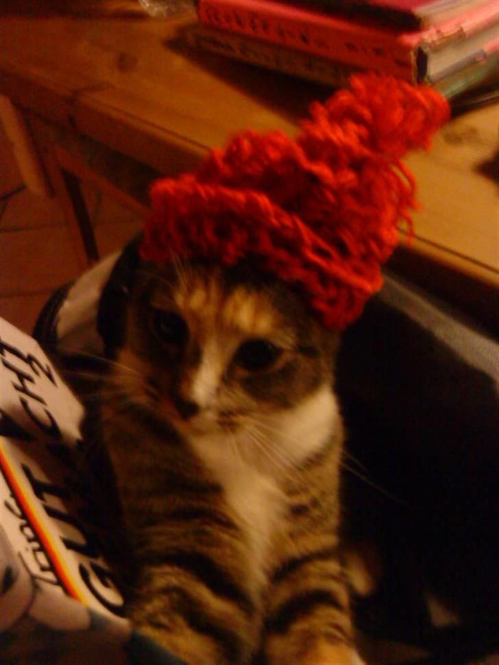 Huskat Tiny. RIP. (Trines.) - Jeg har selv lavet hatten til hende, det er en jule hat.. :P :D <3 Trine taget billedet. billede 3