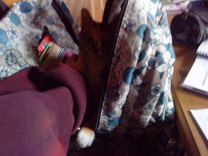 Huskat Tiny. RIP. (Trines.) - Tiny ville hjælpe mig med mine kedelige lektier.. :P min jeg la hende i men taske i stedet.. :D <3 Trine taget billedet. billede 4