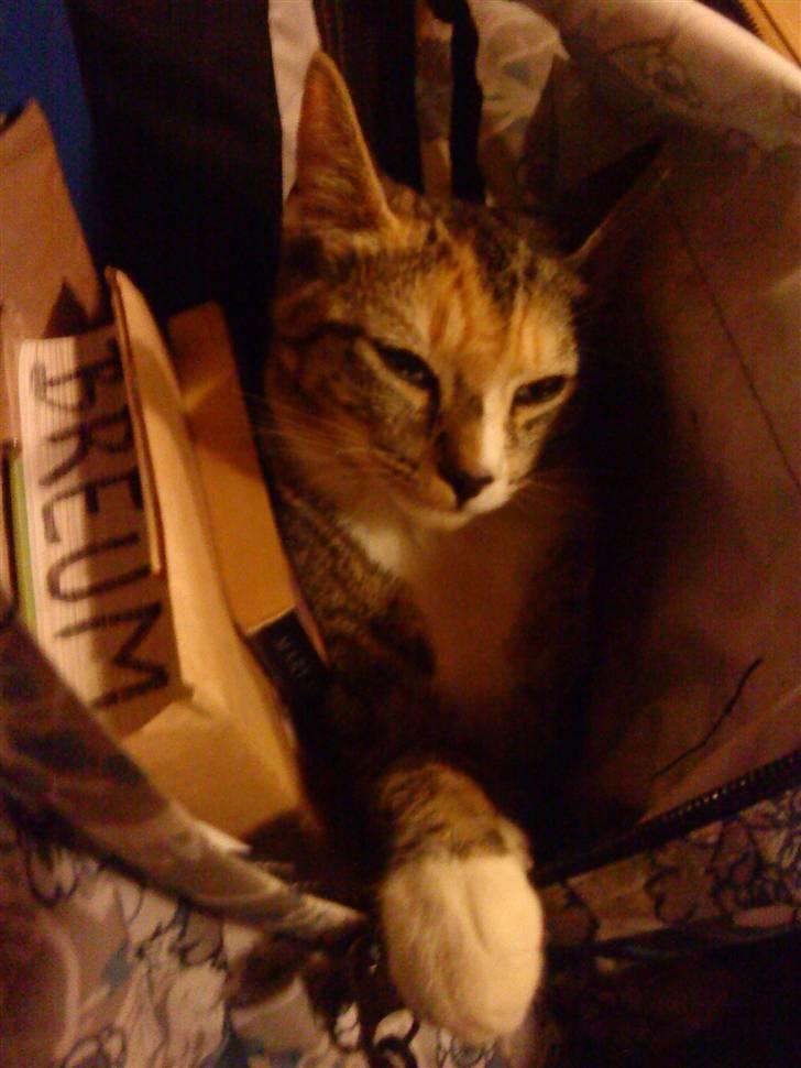 Huskat Tiny. RIP. (Trines.) - Tiny ville hjælpe mig med mine kedelige lektier.. :P min jeg la hende i men taske i stedet.. :D <3 Trine taget billedet. billede 5