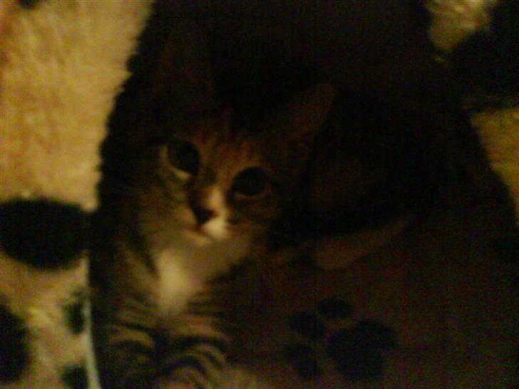 Huskat Tiny. RIP. (Trines.) billede 6