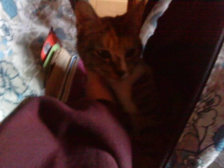 Huskat Tiny. RIP. (Trines.) - Tiny ville hjælpe mig med mine kedelige lektier.. :P min jeg la hende i men taske i stedet.. :D <3 Trine taget billedet. billede 7