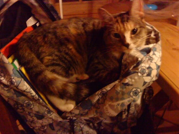 Huskat Tiny. RIP. (Trines.) - Tiny ville hjælpe mig med mine kedelige lektier.. :P min jeg la hende på men taske i stedet.. :D <3 Trine taget billedet. billede 8