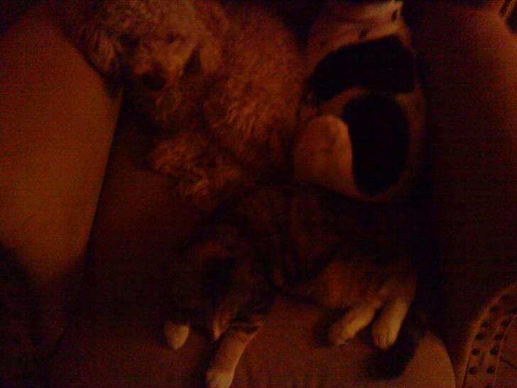 Huskat Tiny. RIP. (Trines.) - Tiny ville hjælpe mig med mine kedelige lektier.. :P min jeg la hende i men taske i stedet.. :D <3 Trine taget billedet. billede 9