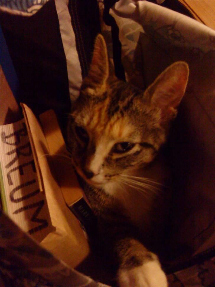 Huskat Tiny. RIP. (Trines.) - Tiny ville hjælpe mig med mine kedelige lektier.. :P men jeg la hende i min taske i stedet.. :D <3 billede 10