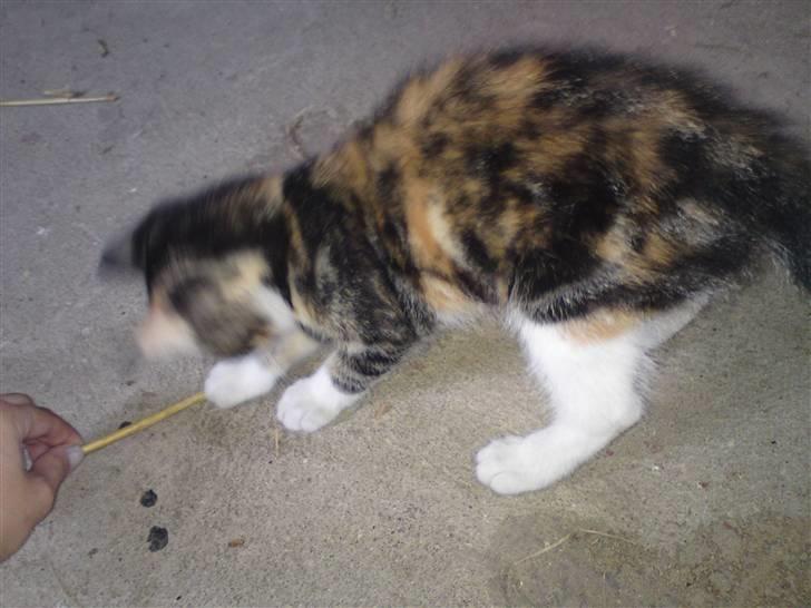 Huskat Jesper. RIP.(Trines.) - Det er lige blevet taget, og nøøjh hvor er det svært at ta billeder a ham, han fiser jo rundt. :P :D Trine taget billedet. billede 6