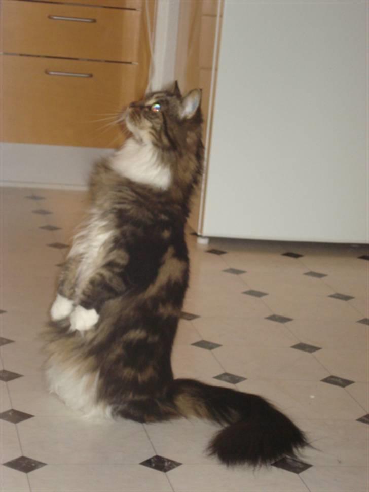 Maine Coon T.D  - Der var popcorn i microen.. og jahh, hun skulle lige se x-) dato. 11-11-2008 billede 8