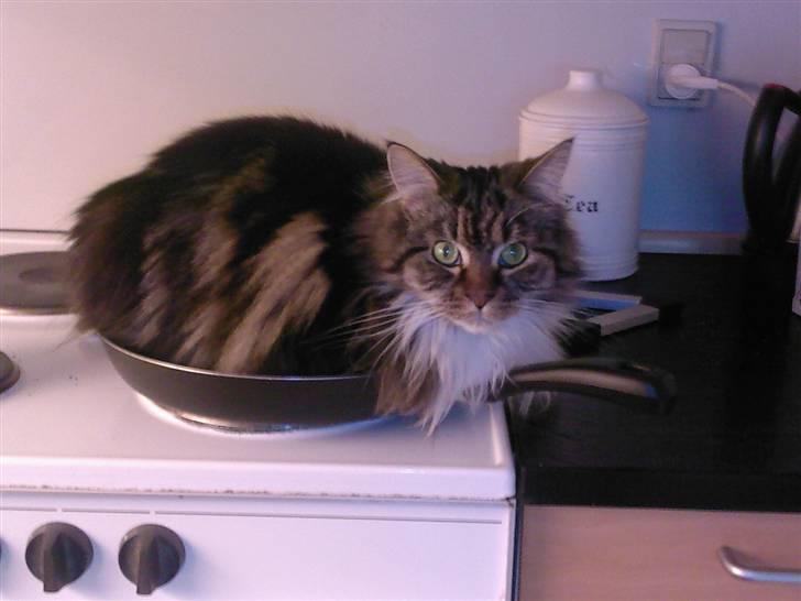 Maine Coon T.D  - Så er maden klar hehe dato. 05-03-2009 billede 9