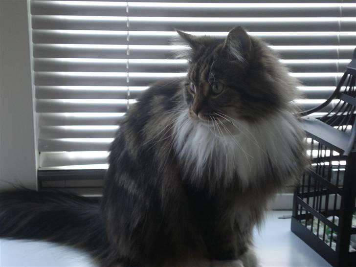 Maine Coon T.D  - dato. 07-02-2009 billede 10