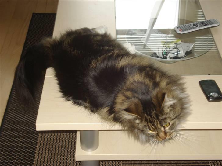 Maine Coon T.D  - T.D = Tykke Dyr ;-) dato. 07-02-2009 billede 11