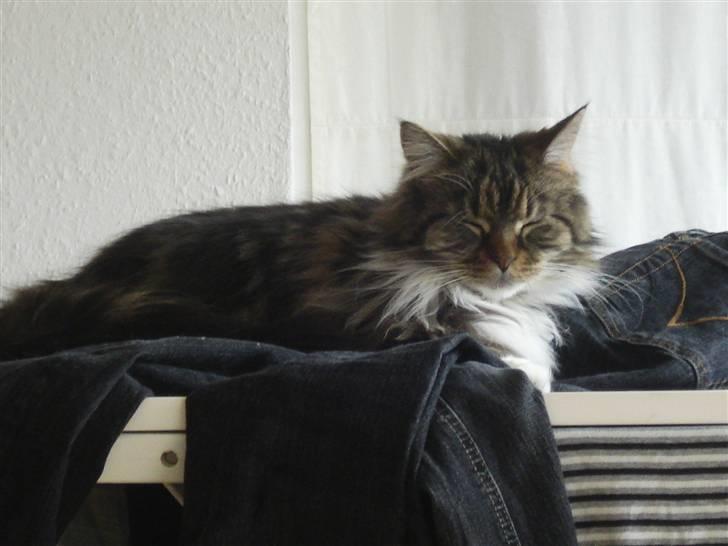 Maine Coon T.D  - dato 04-04-2009 billede 12