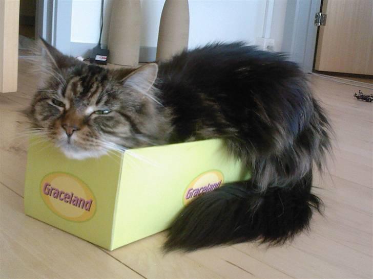 Maine Coon T.D  - At hun synes det er behageligt :P dato 10-04-2009 billede 13