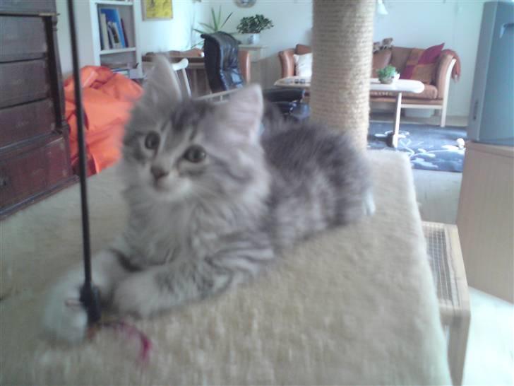 Norsk Skovkat Simon billede 1