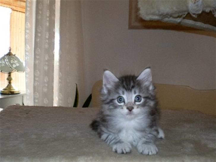 Norsk Skovkat Simon billede 2