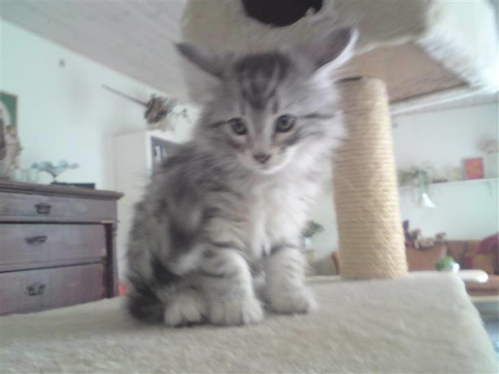 Norsk Skovkat Simon billede 3