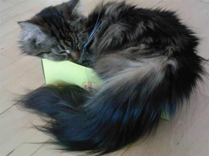 Maine Coon T.D  - dato 10-04-2009 billede 14