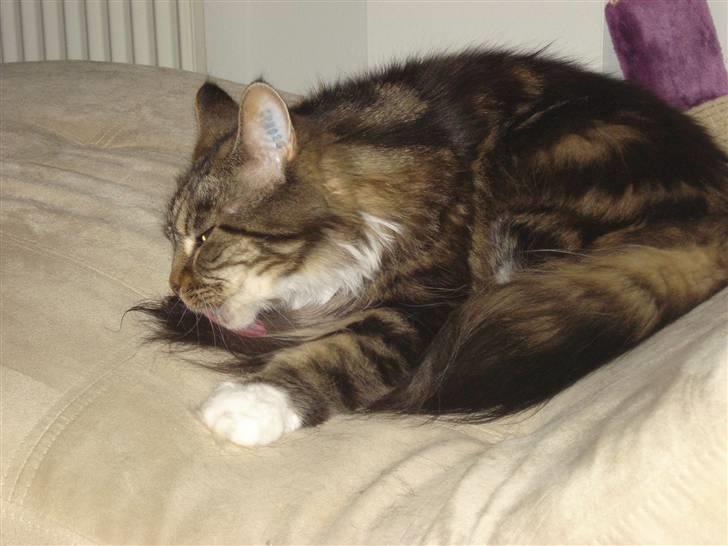 Maine Coon T.D  - dato 17-07-2009 billede 15