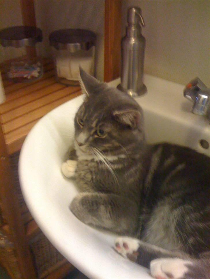 Maine Coon Alfred - Alfred ELSKER at ligge i håndvasken :)..  billede 9