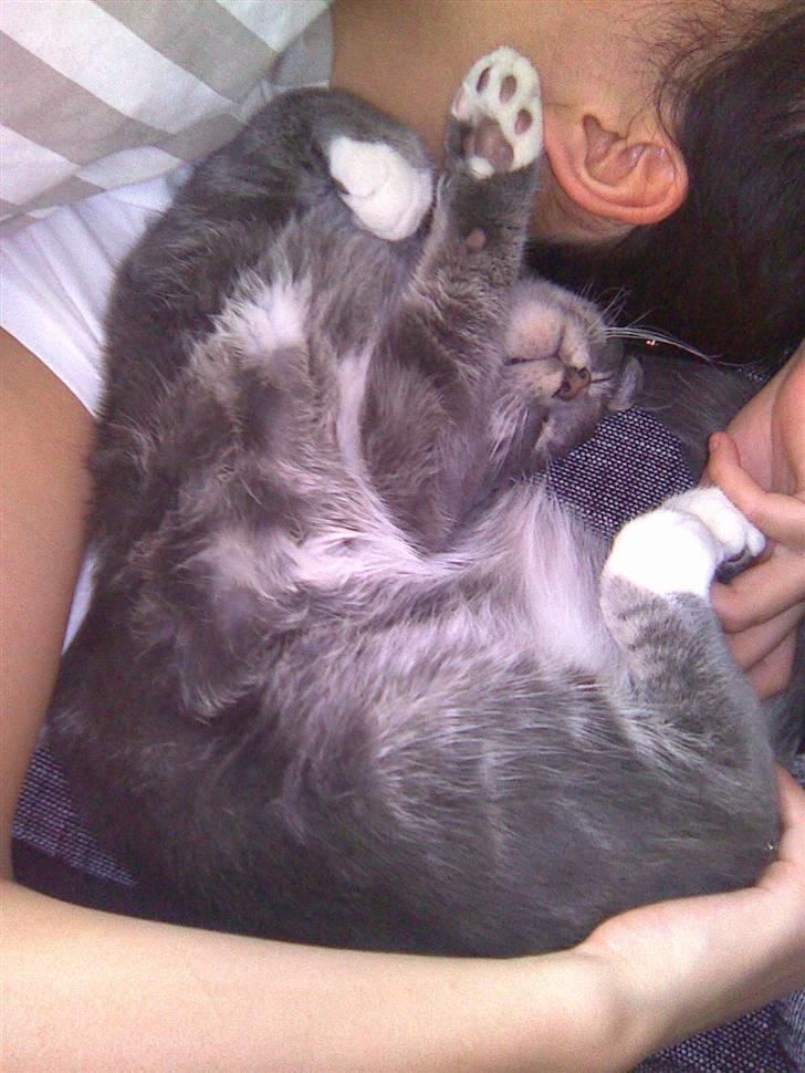 Maine Coon Alfred - Der får han sig lige en lur, men sin moster :) billede 10