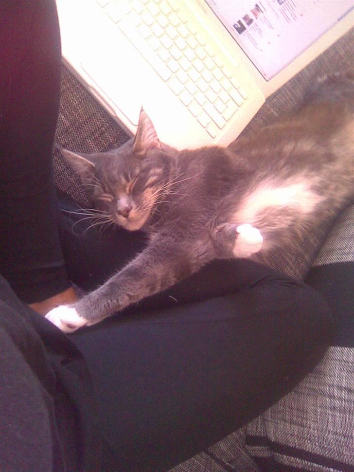 Maine Coon Alfred billede 11