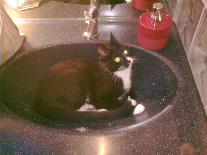 Huskat Jasmin - Håndvasken på badeværelset er mit yndlingssted, her vil jeg os helst drikke vand! :) billede 11