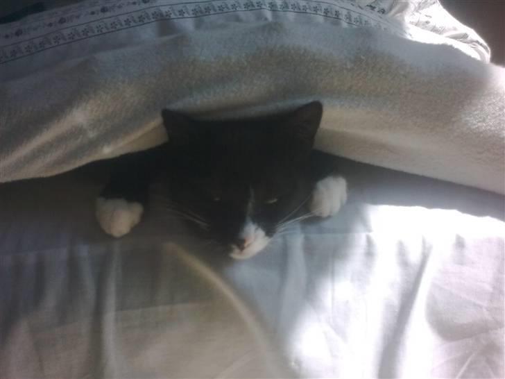 Huskat Jasmin - Det er totalt sjovt under topmadrassen i mor og fars seng! :D billede 12