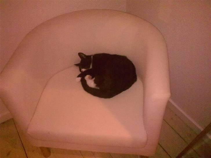 Huskat Jasmin billede 13