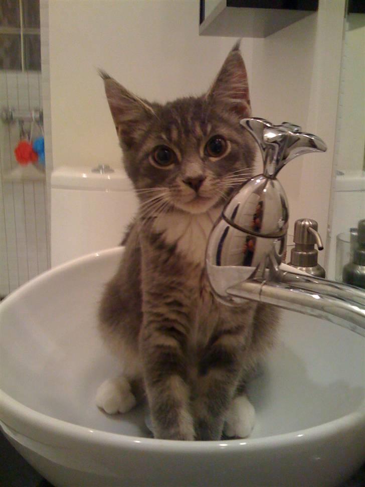 Maine Coon Alfred - Alfred 4 måneder gammel billede 12