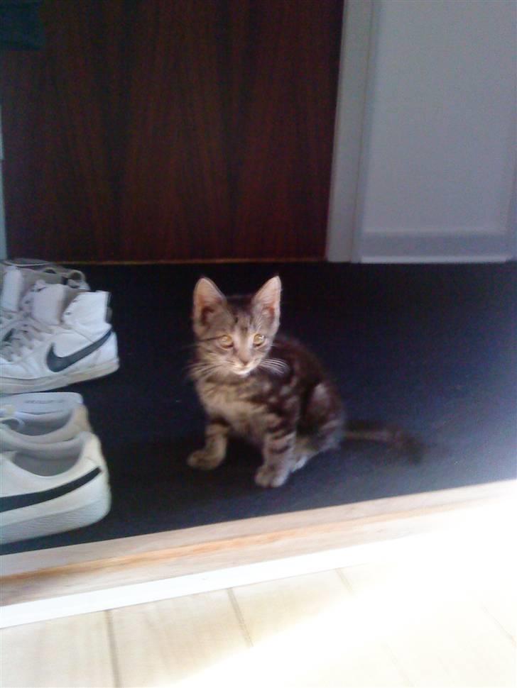 Blanding af racer Eigil billede 1