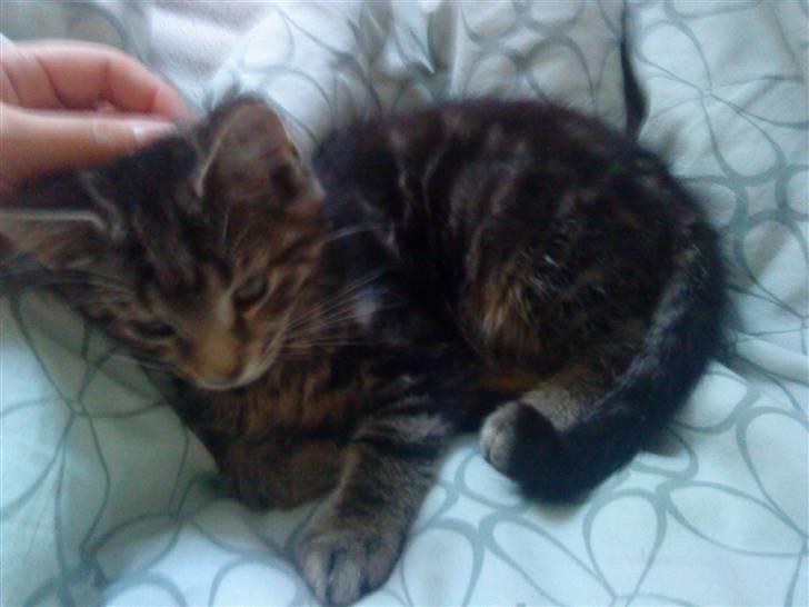 Blanding af racer Eigil billede 2