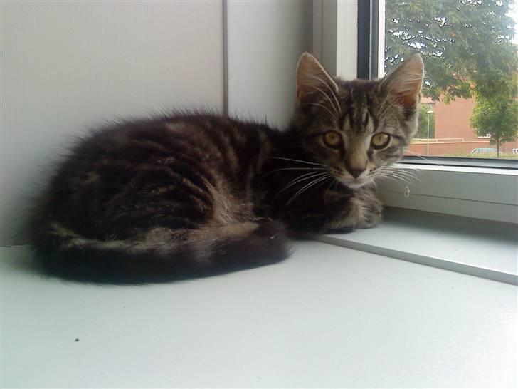 Blanding af racer Eigil billede 3