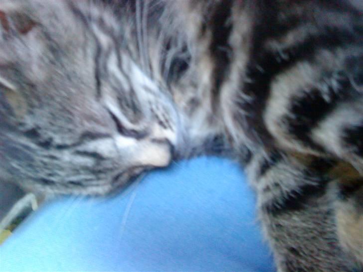 Blanding af racer Eigil billede 4