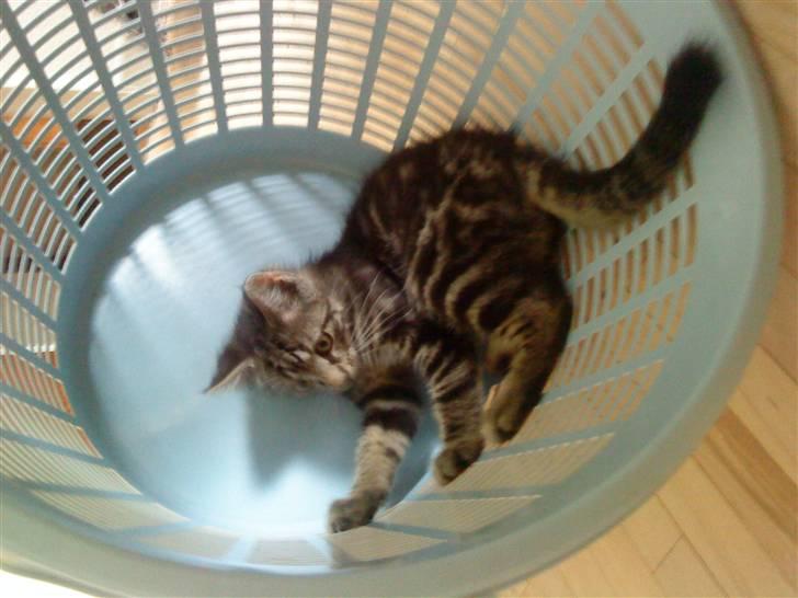 Blanding af racer Eigil billede 5