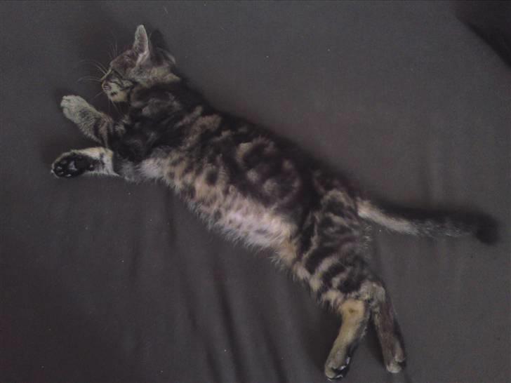 Blanding af racer Eigil billede 6