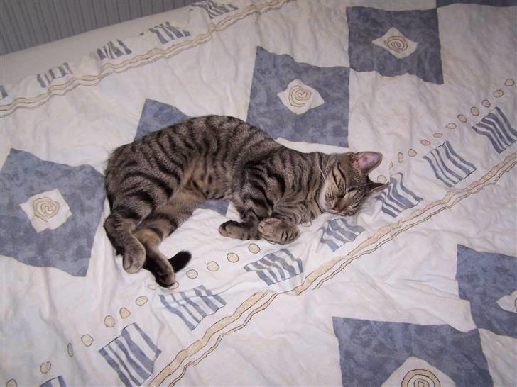 Huskat Musse billede 14